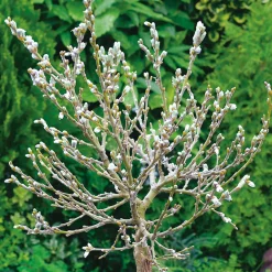 Alpvide - Salix Helvetica SH 80-100 cm*Omnia Garden Clearance