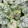 Alunrot Green Spice*Omnia Garden Discount