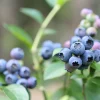 Amerikanskt Blåbär Vaccinium Corymbosum Reka*Omnia Garden Sale