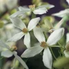 Armandii 40-60 cm*Omnia Garden Online