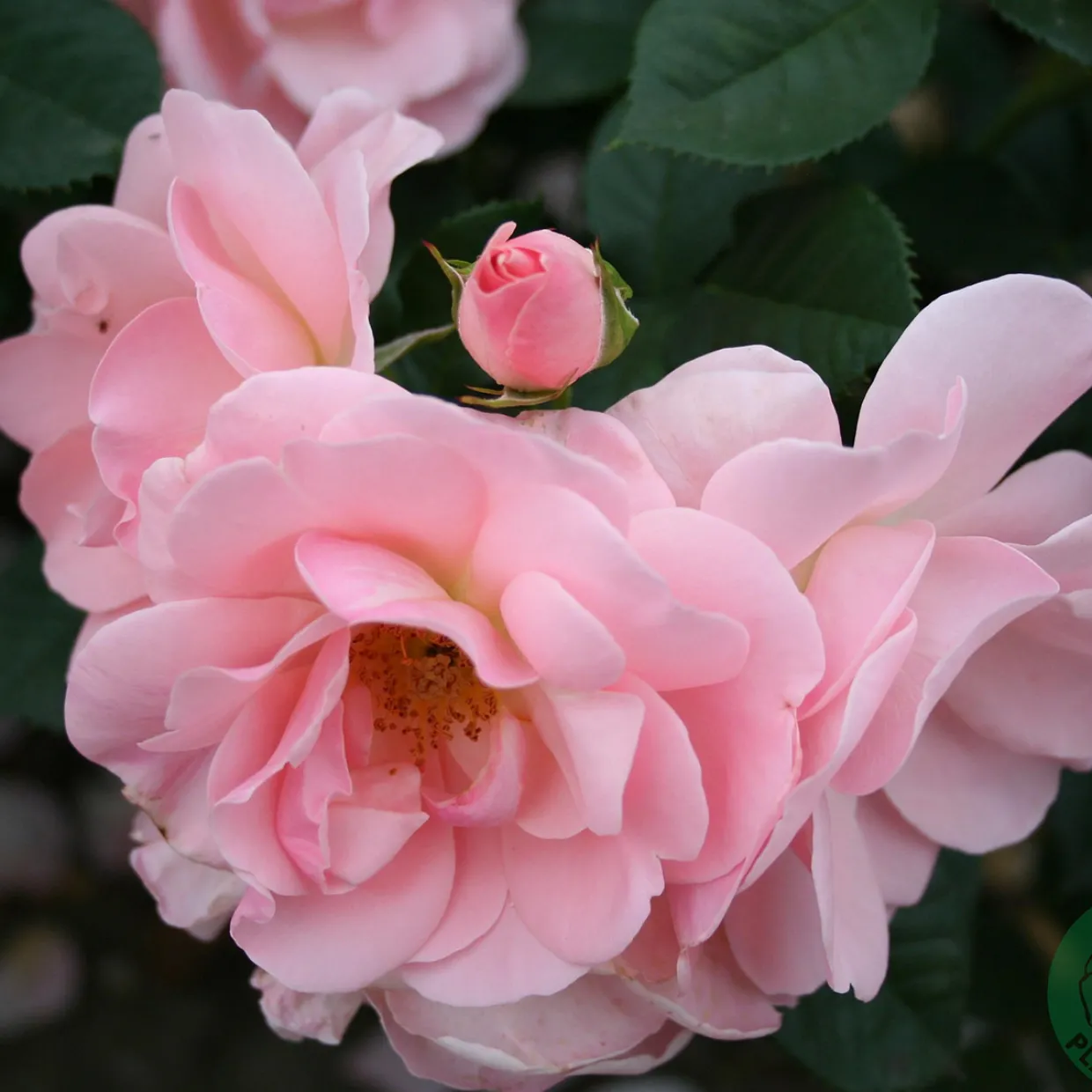 Astrid Lindgren Flerblommig