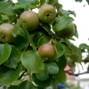 Augustipäron*Omnia Garden Sale