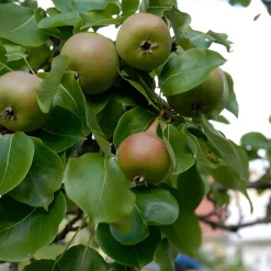 Augustipäron*Omnia Garden Sale