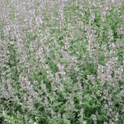 Bergnepeta Amelia*Omnia Garden Outlet