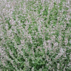 Bergnepeta Amelia*Omnia Garden Outlet