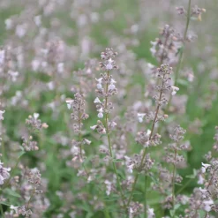 Bergnepeta Amelia*Omnia Garden Outlet