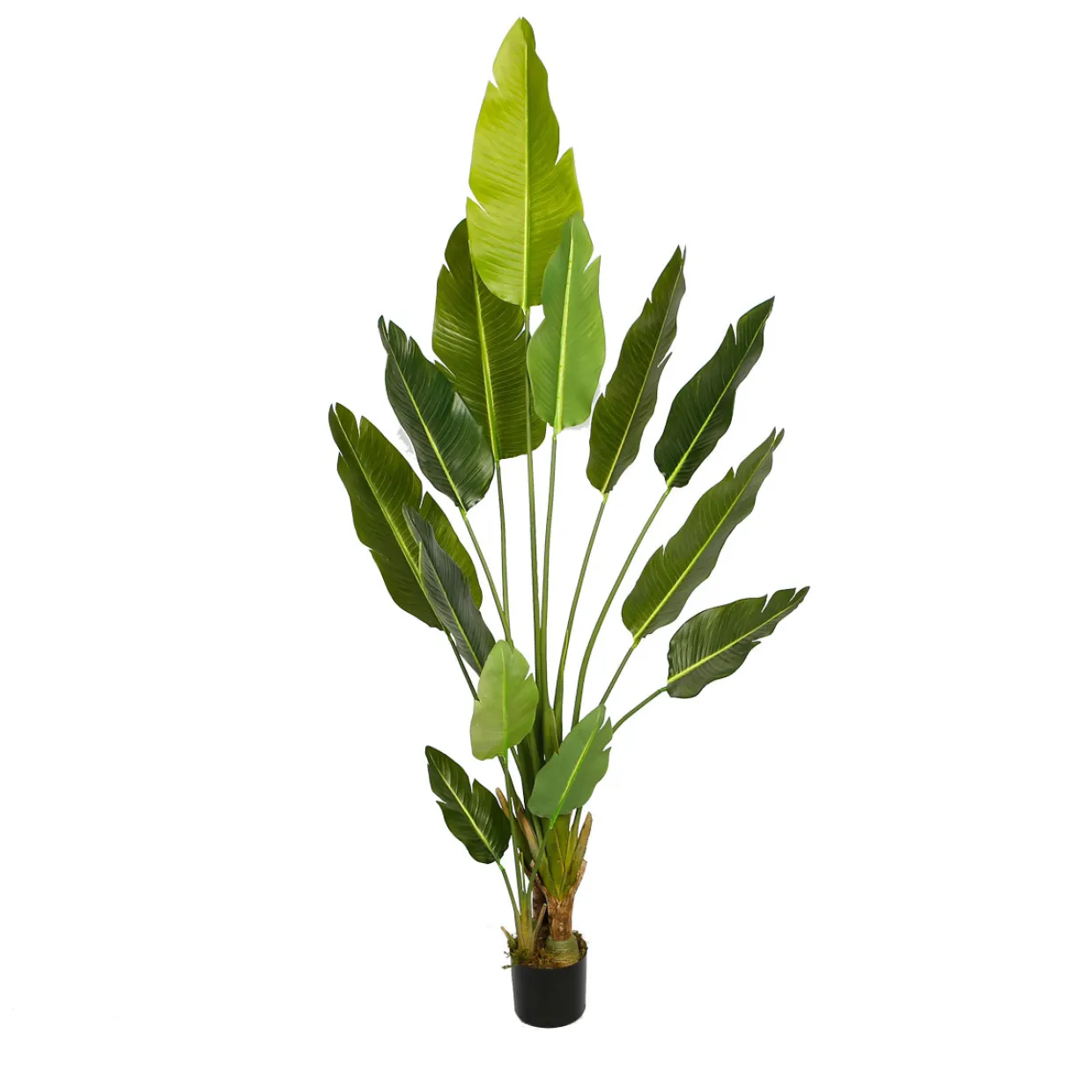 Bird of Paradise