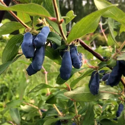 Blåbärstry Lonicera Caerule Akamtschatica Aurora*Omnia Garden Sale