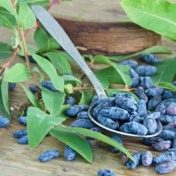 Blåbärstry Lonicera Caerule Akamtschatica Aurora*Omnia Garden Sale
