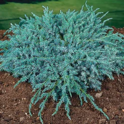 Blue Carpet 30-35 cm*Omnia Garden Discount