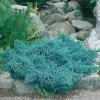 Bluestar 20-25 cm*Omnia Garden New