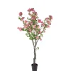 Bougainvillea*Mr Plant Online
