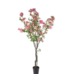 Bougainvillea*Mr Plant Online