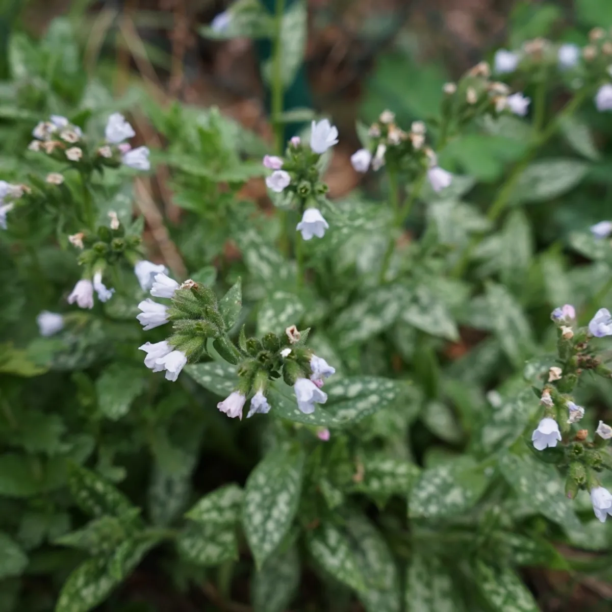 Brokbladig Lungört Opal Ocupol*Omnia Garden Sale