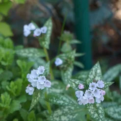 Brokbladig Lungört Opal Ocupol*Omnia Garden Sale