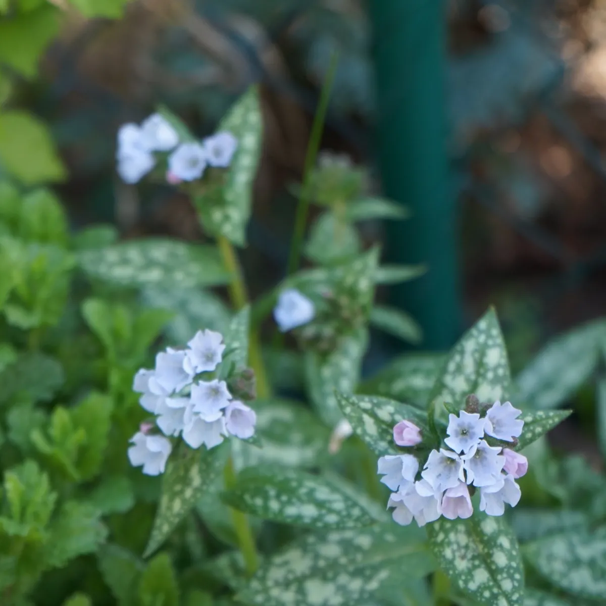 Brokbladig Lungört Opal Ocupol*Omnia Garden Sale