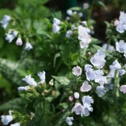 Brokbladig Lungört Opal Ocupol*Omnia Garden Sale