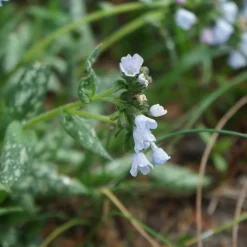 Brokbladig Lungört Opal Ocupol*Omnia Garden Sale