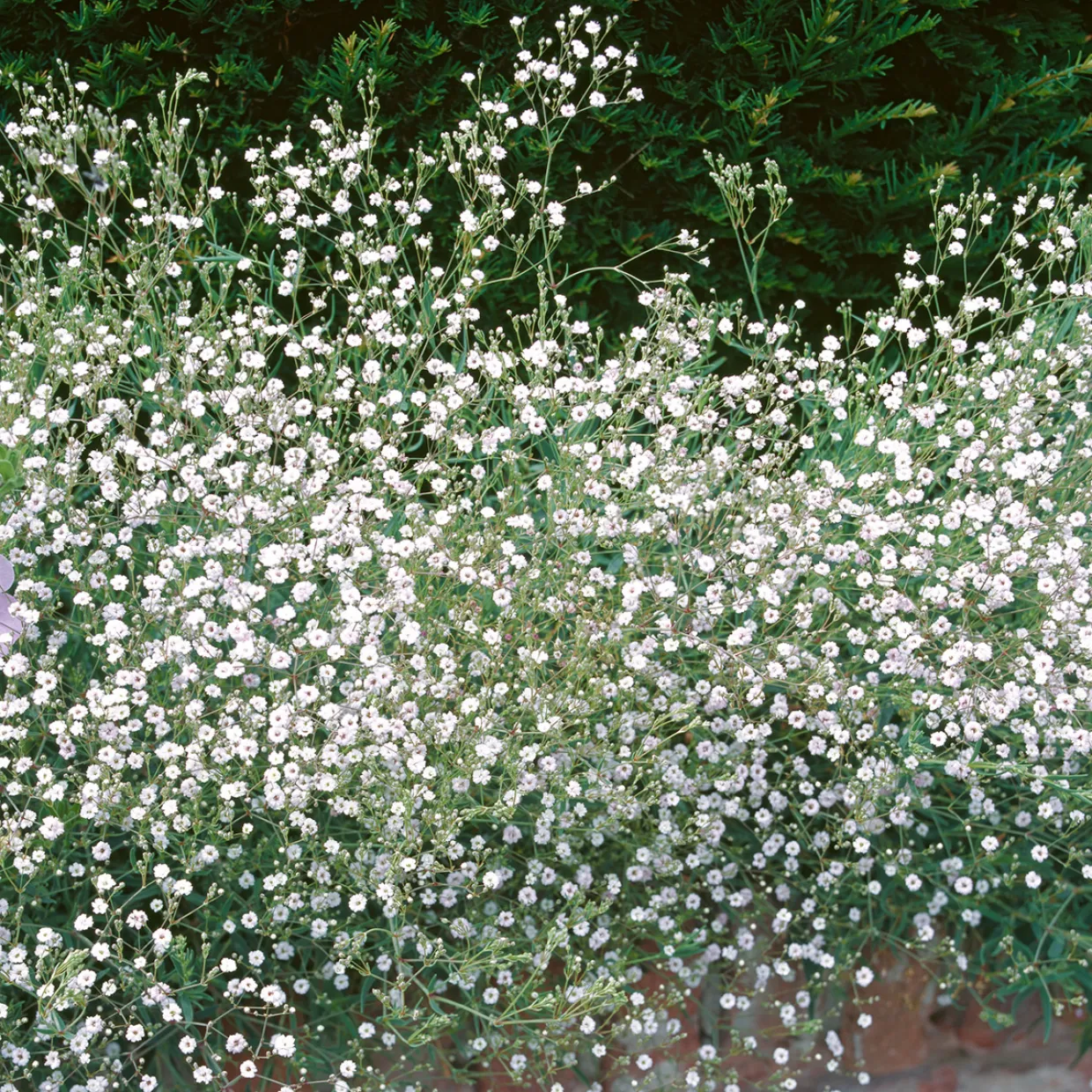 Brudslöja