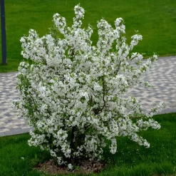 Bukettapel*Omnia Garden Clearance