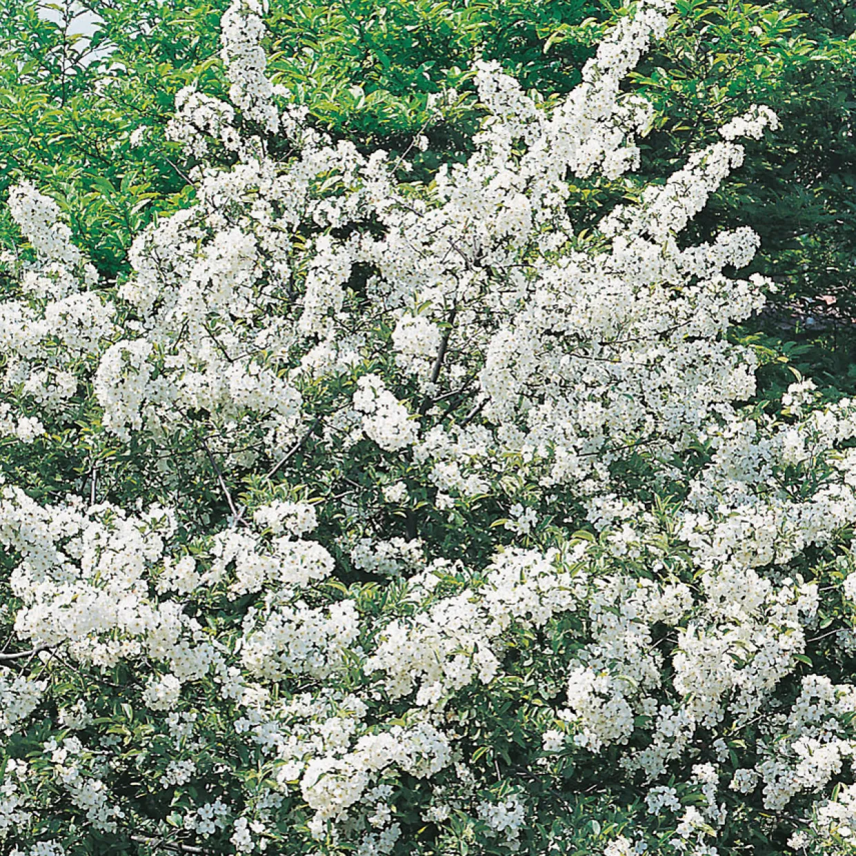 Bukettapel 30-50 cm