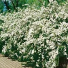 Bukettspirea 80-100 cm*Omnia Garden Online
