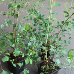Bukettspirea 30-50cm Krukodlade*Omnia Garden New