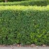 Buxbom 10-15 cm*Omnia Garden Discount