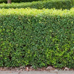Buxbom 10-15 cm*Omnia Garden Discount