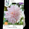 Cafe au Lait*Nelson Garden Outlet