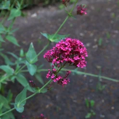 Centranthus Ruber Coccineus*Omnia Garden Sale