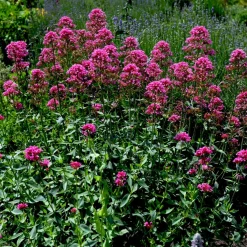 Centranthus Ruber Coccineus*Omnia Garden Sale