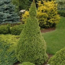 Conica 40-50 cm*Omnia Garden Clearance