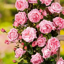 Coral Dawn*Omnia Garden Sale