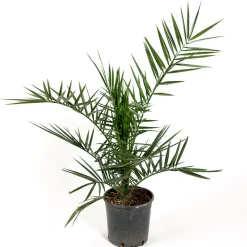 Dadelpalm Omnia Garden Bygghemma.se