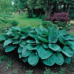 Daggfunkia Sieboldiana Elegans*Omnia Garden Sale