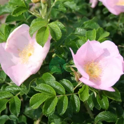 Dagmar Hastrup*Omnia Garden Clearance