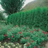 Ädeltuja Smaragd 80-100 cm*Omnia Garden Online
