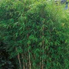 Dino 50-60 cm*Omnia Garden