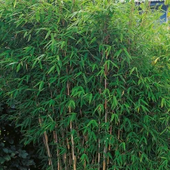 Dino 50-60 cm*Omnia Garden