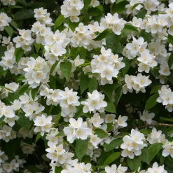 Doftschersmin*Omnia Garden Best