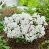 Dora Amateis 25-30 cm*Omnia Garden Hot