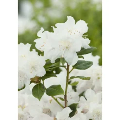 Dora Amateis 25-30 cm*Omnia Garden Hot