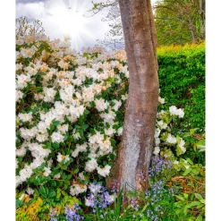 Dora Amateis 25-30 cm*Omnia Garden Hot