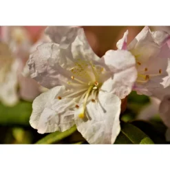 Dora Amateis 25-30 cm*Omnia Garden Hot