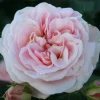 Dronning Margrethe*Omnia Garden Outlet