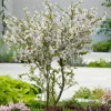Dvärgkörsbär Kojou-no-mai 60 cm - Vit Blomning*Omnia Garden
