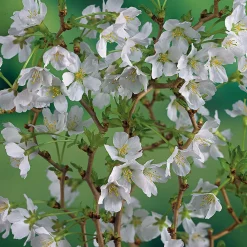 Dvärgkörsbär Kojou-no-mai 60 cm - Vit Blomning*Omnia Garden