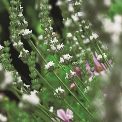 Edelweiss*Omnia Garden Discount