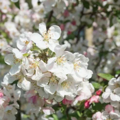 Evereste*Omnia Garden Sale